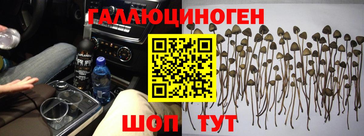 Кимовск  Псилоцибиновые грибы Psilocybe  Вход с VPN 